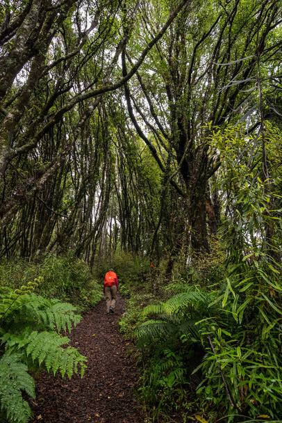 Hiking the Ngamoko track in Waikaremoana, North Island of New Zealand - Photo, Image