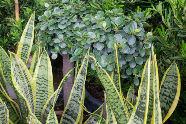 Jolie plante de jardin varigée saupoudrée, photo de la réserve - Photo, image
