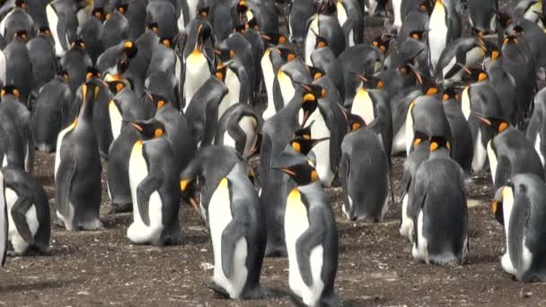 Colony of king penguins in Bluff Cove, Falkland Islands - Footage, Video