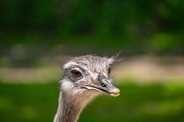 A shallow focus of the head of an ostrich looking aside on blurred green background - Фото, зображення