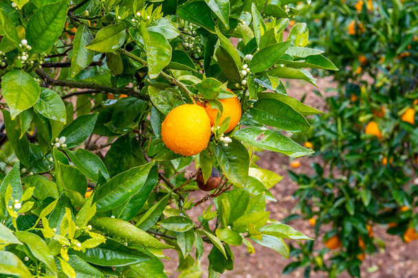 A selective focus shot of two fresh oranges on the tree amid green leaves - Zdjęcie, obraz