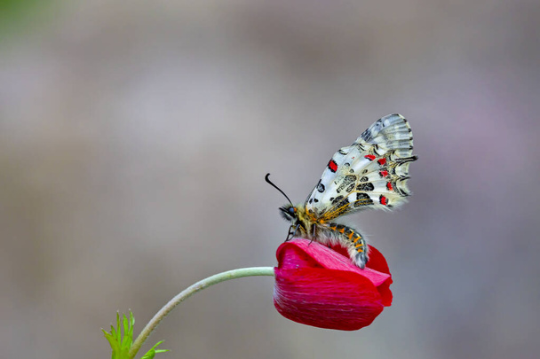 Poing forestier papillon ; Zerynthia cerisyi - Photo, image