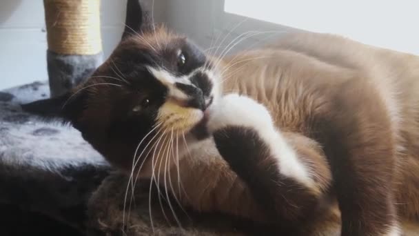 Egy hótalpas macska nyalogatja a mancsát a macskafán a konyhában napfénnyel.. - Felvétel, videó