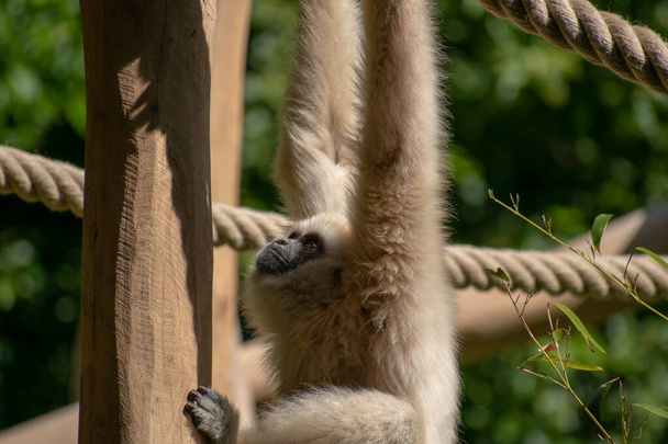 A white-handed gibbon hanging on the ropes on the zoo trees - Foto, imagen