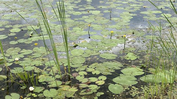 groene planten Nymphaea candida groeit wild in een meer in een moeras in de buurt van Wlodawa - Foto, afbeelding