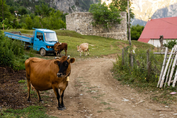 アルバニアの山の上の牛 - 写真・画像