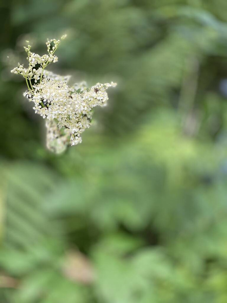 Filipendula ulmaria flowers growing wild in a clearing near a forest in a swamp - Photo, Image