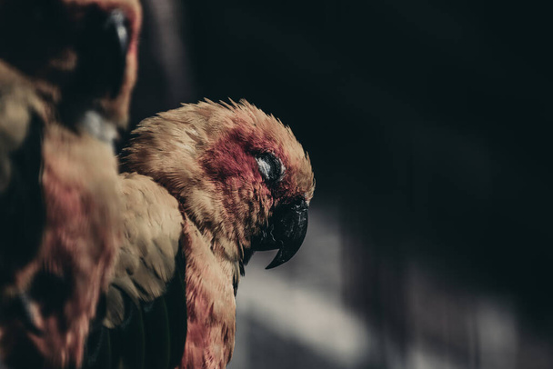 Koyu arkaplanda gözleri kapalı bir papağanın dramatik bir görüntüsü. - Fotoğraf, Görsel