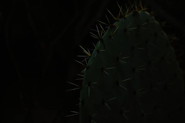 A closeup shot of a detail of a dark green cactus on a black background - Valokuva, kuva