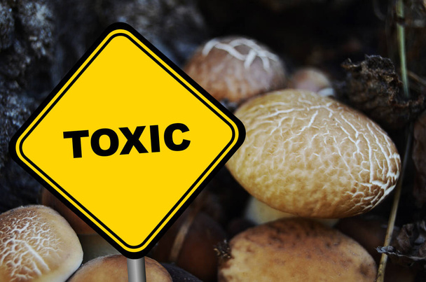 грибы токсичный знак на естественном фоне - Фото, изображение