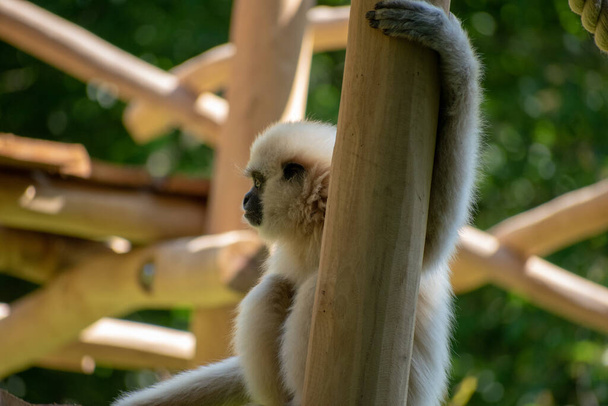 Un foco superficial de un mono en el zoológico - Foto, imagen