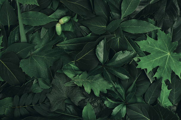 Abstract background of green foliage from trees and flowers - Foto, afbeelding