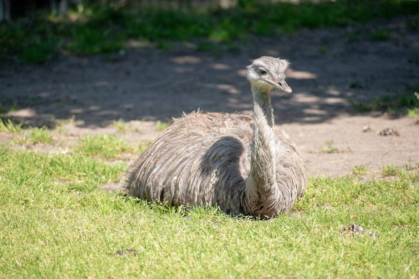 An emu (Dromaius novaehollandiae) lying on the grass in a park on a sunny day - Фото, изображение
