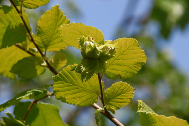 Зелене листя лісового горіха в саду в липні
 - Фото, зображення