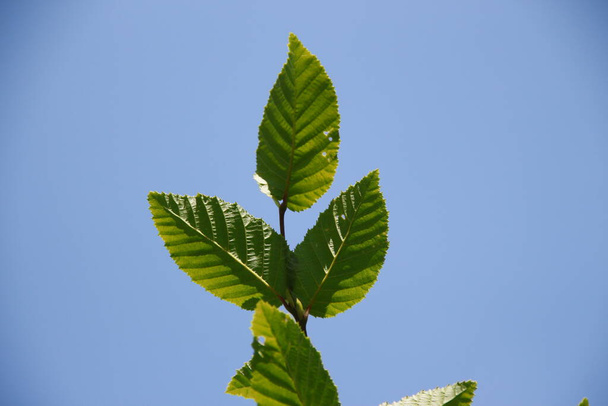 Zelené listy lískových oříšků na zahradě v červenci - Fotografie, Obrázek