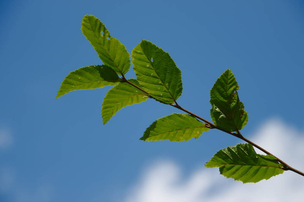 Green leaves of hazelnut hazelnut in the garden in July - Photo, Image