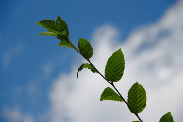 Πράσινα φύλλα φουντουκιού στον κήπο τον Ιούλιο - Φωτογραφία, εικόνα