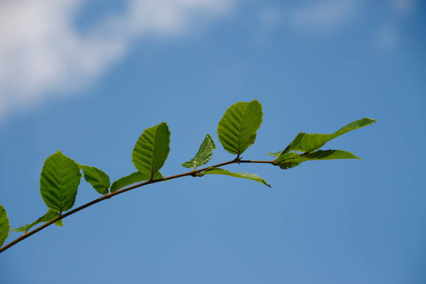 Πράσινα φύλλα φουντουκιού στον κήπο τον Ιούλιο - Φωτογραφία, εικόνα
