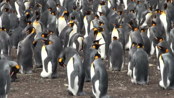 kolónia király pingvinek a blöff öbölben, falkland-szigetek - Felvétel, videó