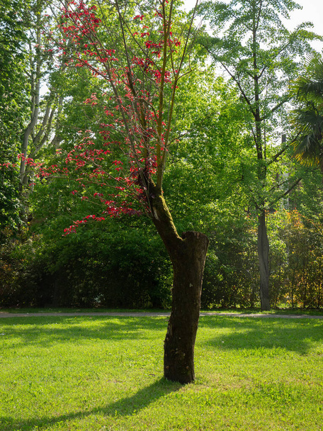 Strom v hlavním kmeni a s červeně kvetoucími listy ve zbytku kmene. - Fotografie, Obrázek