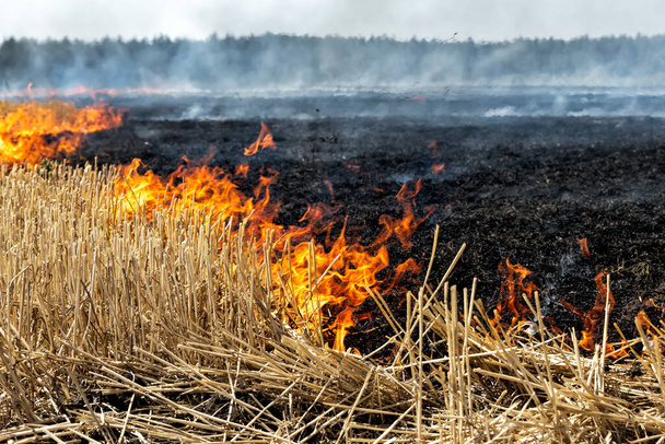 Wildfire na polu pszenicy ściernisko po zbiorach w pobliżu lasu. Palenie suchej łąki trawiastej spowodowane suchą zmianą klimatu, gorącą pogodą i zanieczyszczeniem środowiska. Wzbogacanie gleby naturalnym nawozem popiołowym - Zdjęcie, obraz