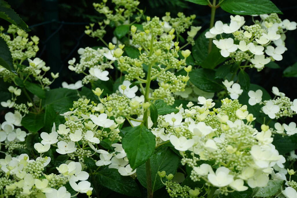 Hydrangea paniculata "Pinky Winky" is the first panicle hydrangea that is characterized by a two-tone flower. Berlin, Germany  - Photo, Image