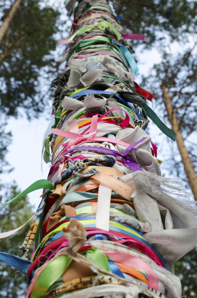 Zalaal - стрічки, прив'язаний до дерева. Священна гай сльози в Arshan resort. Бурятія - Фото, зображення