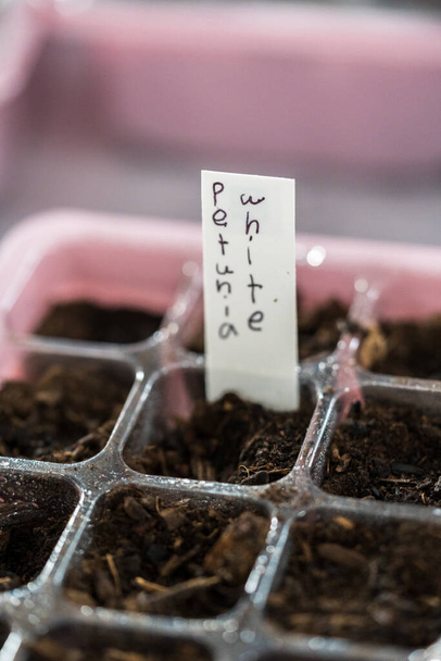 Plantando sementes em bandeja de iniciação de sementes para um jardim interior. - Foto, Imagem