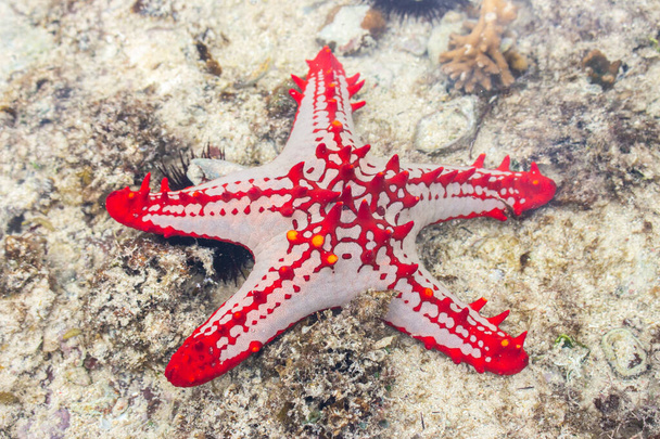 Красная звезда рыба под водой. Морская жизнь. Морские звезды на песке. Подводная жизнь. Природа Танзании, Занзибар. Коралловые и рифовые животные. Тропическая природа близко. Летние каникулы. Животные в Индийском океане. Аквариумное существо. - Фото, изображение
