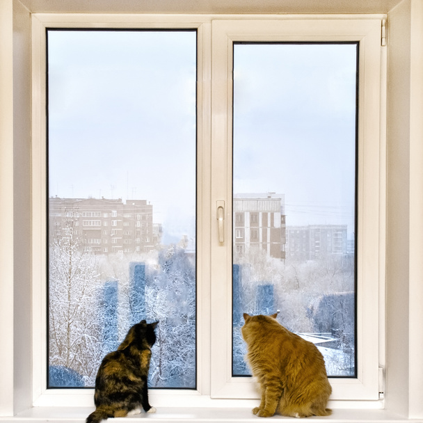 Μια γάτα και μια γάτα κάθονται στο περβάζι του παραθύρου και κοιτάζουν έξω από το παράθυρο.. - Φωτογραφία, εικόνα