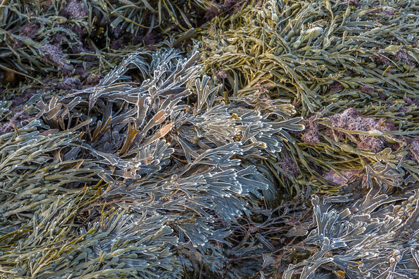Frozen Kelp seaweed with frost covered tips on a rock - Photo, Image
