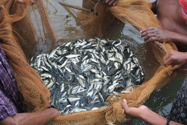kalansiementen tuotanto yksityisissä kalansiemenhautomoissa Intiassa - Valokuva, kuva
