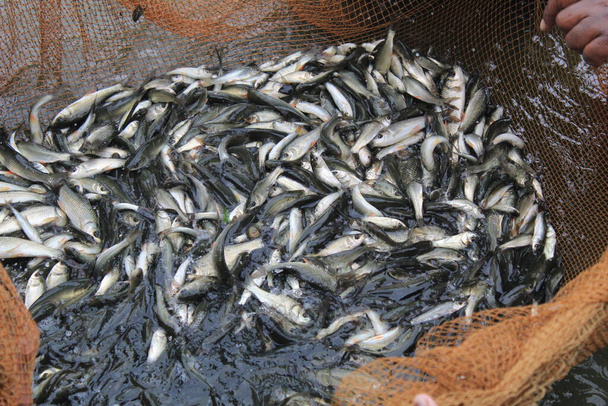 kalanpoikasten siemenet, jotka pyydetään hautomosta hautomossa myytäväksi viljelijöille kalanviljelylammikossa tapahtuvaa istutusta varten - Valokuva, kuva