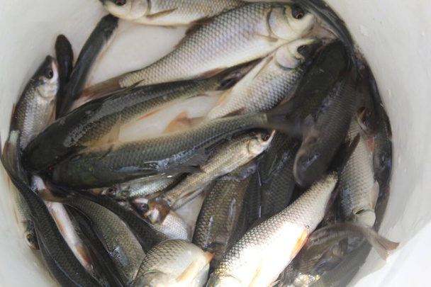 Kalat fingerling siemenpakkausten kalojen hautomo Intiassa kalojen siementen istutus viljelylaitoksessa lampi - Valokuva, kuva