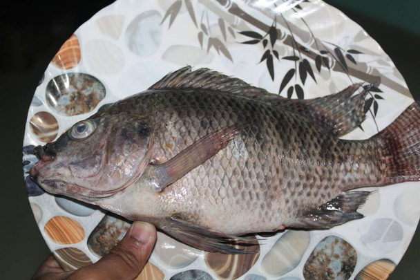 big fresh invasive  tilapia perch fish on plate tilapia fish for resturant fish cooking - Photo, Image