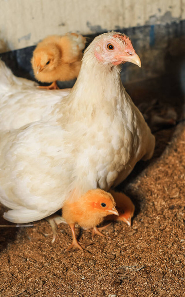 Mamma gallina con il suo piccolo pollo. Adorabili pulcini che riposano nella sicurezza delle piume della madre gallina. Chioccia madre con pollo bambino nascosto sotto le ali. - Foto, immagini
