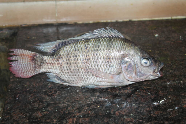 Tilapia pesce in piedi sul tavolo vista da vicino di tilapia occhi di pesce - Foto, immagini