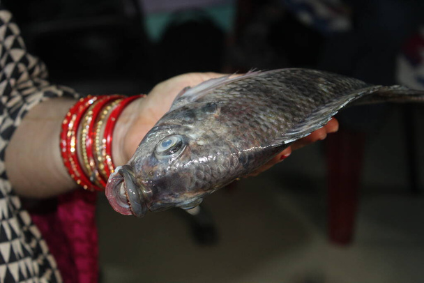 Tilapia pesce in mano da vicino vista di tilapia mosambica pesce hd - Foto, immagini
