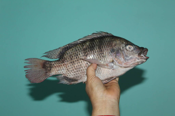 Tilapia pesce in mano da vicino vista di tilapia mosambica pesce hd - Foto, immagini