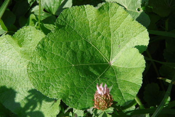 Green leaves of plants in the field - Photo, Image