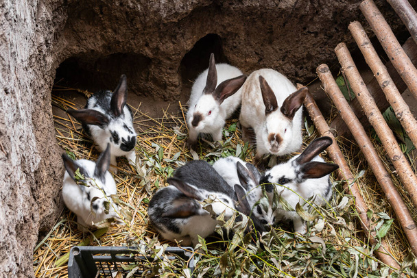 Büyük güzel tavşanlar, tavşan deliğine yakın tavşanlar (biçim) - Fotoğraf, Görsel