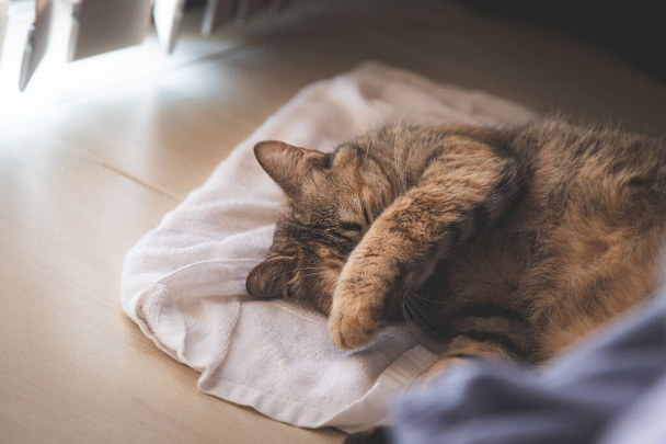 Gato adormecido na toalha no chão, tampa da mão seu rosto da luz do sol na janela da sala - Foto, Imagem