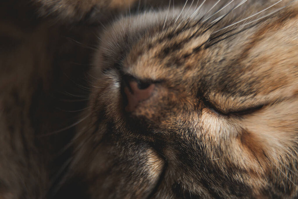 Macro close-up no rosto do gato enquanto dorme com virando o rosto para cima, olhar bonito quando fecha os olhos, parecem sorrir, um pouco suave borrão - Foto, Imagem