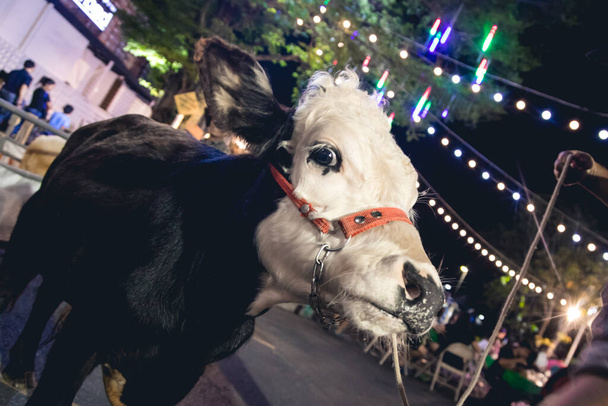 ペットの牛が路上に立って夜の祭りで遊び心のあるカメラを見ると - 写真・画像