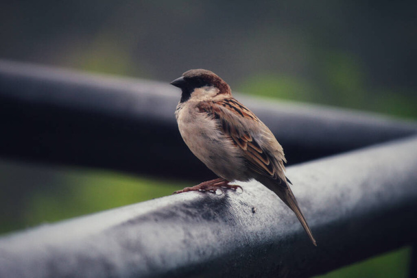 Isloated house sparrow bird sitting in nice blur background hd - Photo, Image