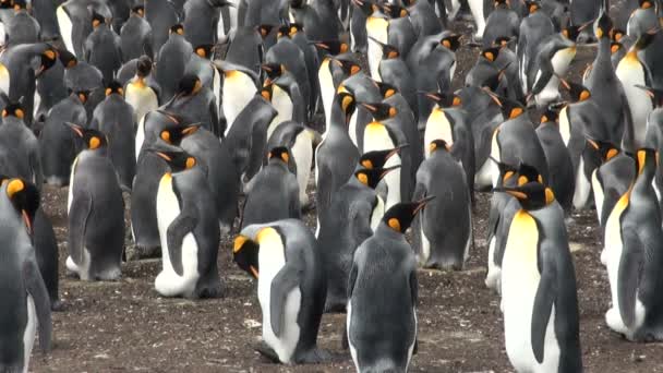 Colony of king penguins in Bluff Cove, Falkland Islands - Footage, Video