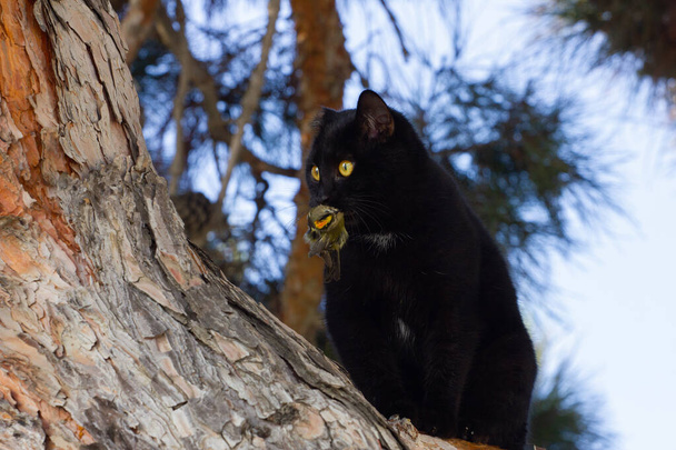 A black cat caught a beautiful bird in a tree. - Fotografie, Obrázek