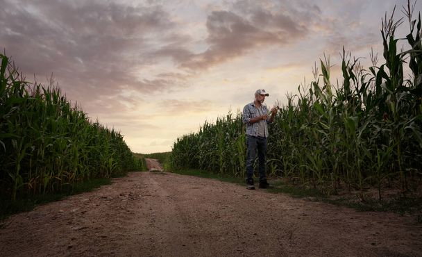 Rolnik sprawdza jakość swojego pola kukurydzy przy zachodzie słońca z przestrzenią do kopiowania - Zdjęcie, obraz