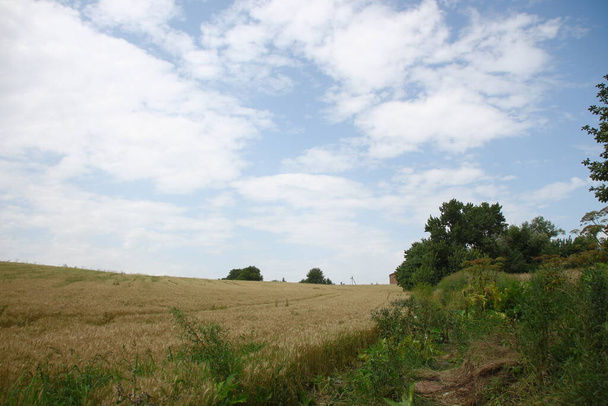 Campo de trigo y colinas cerca del bosque - Foto, imagen