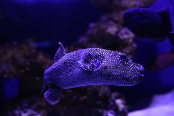 Beautiful tropical puffer fish swimming in aquarium - Foto, afbeelding